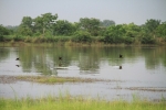 Africa-Togo-Birds.jpg