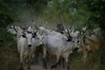 Africa-Togo-Cows.jpg