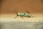 Africa-Togo-Plateau_cricket.jpg