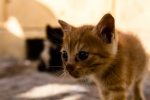 Manihiki-Morocco -Essaouira-Cat.JPG